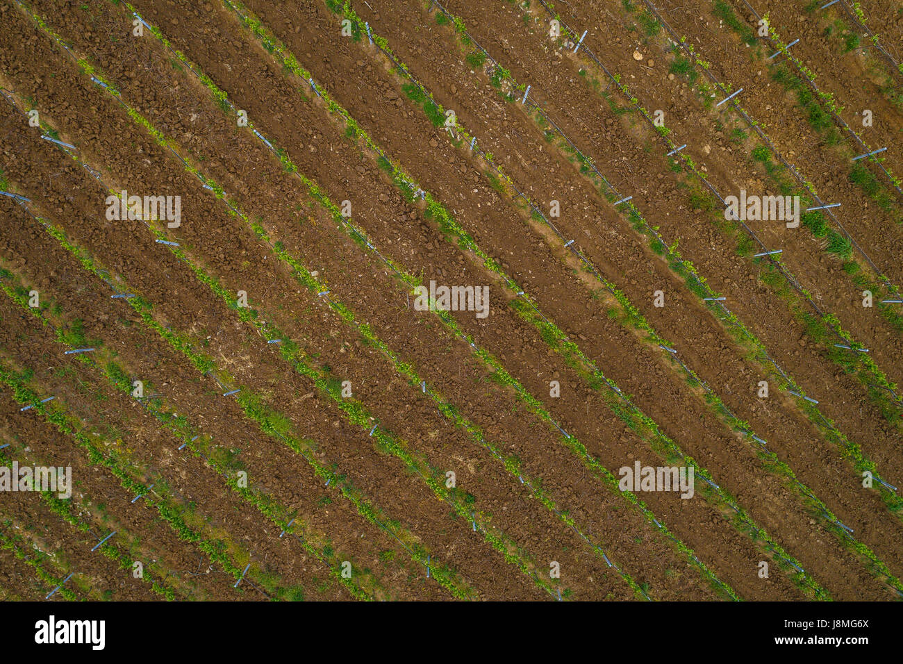 Picture with drone above of red wine grape vineyard Stock Photo