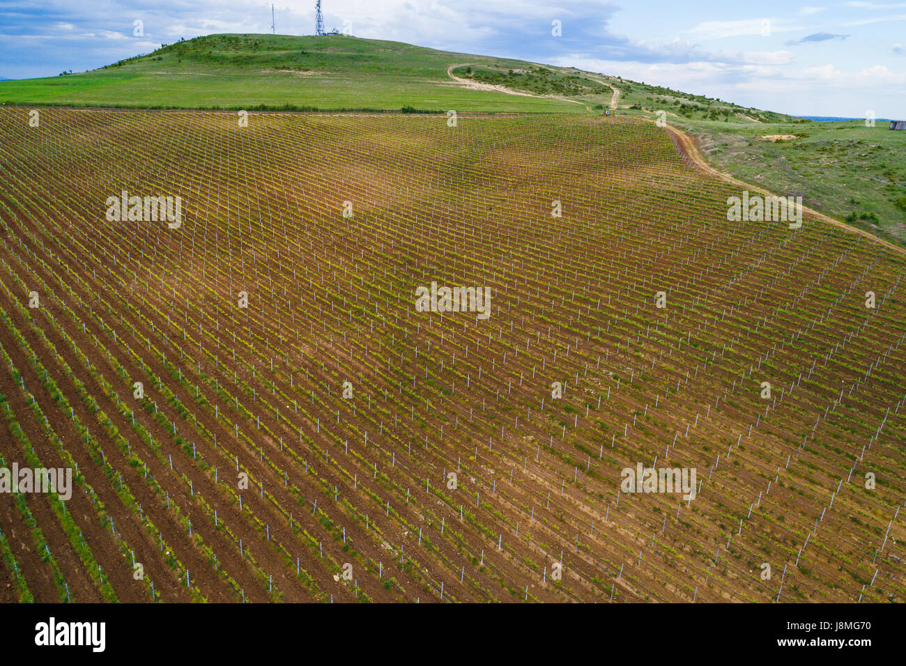 Picture with drone above of red wine grape vineyard Stock Photo