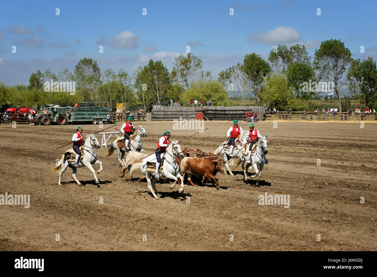 Traditional running of wild bulls by the 'campinos'. Samora Correia, Ribatejo. Portugal Stock Photo