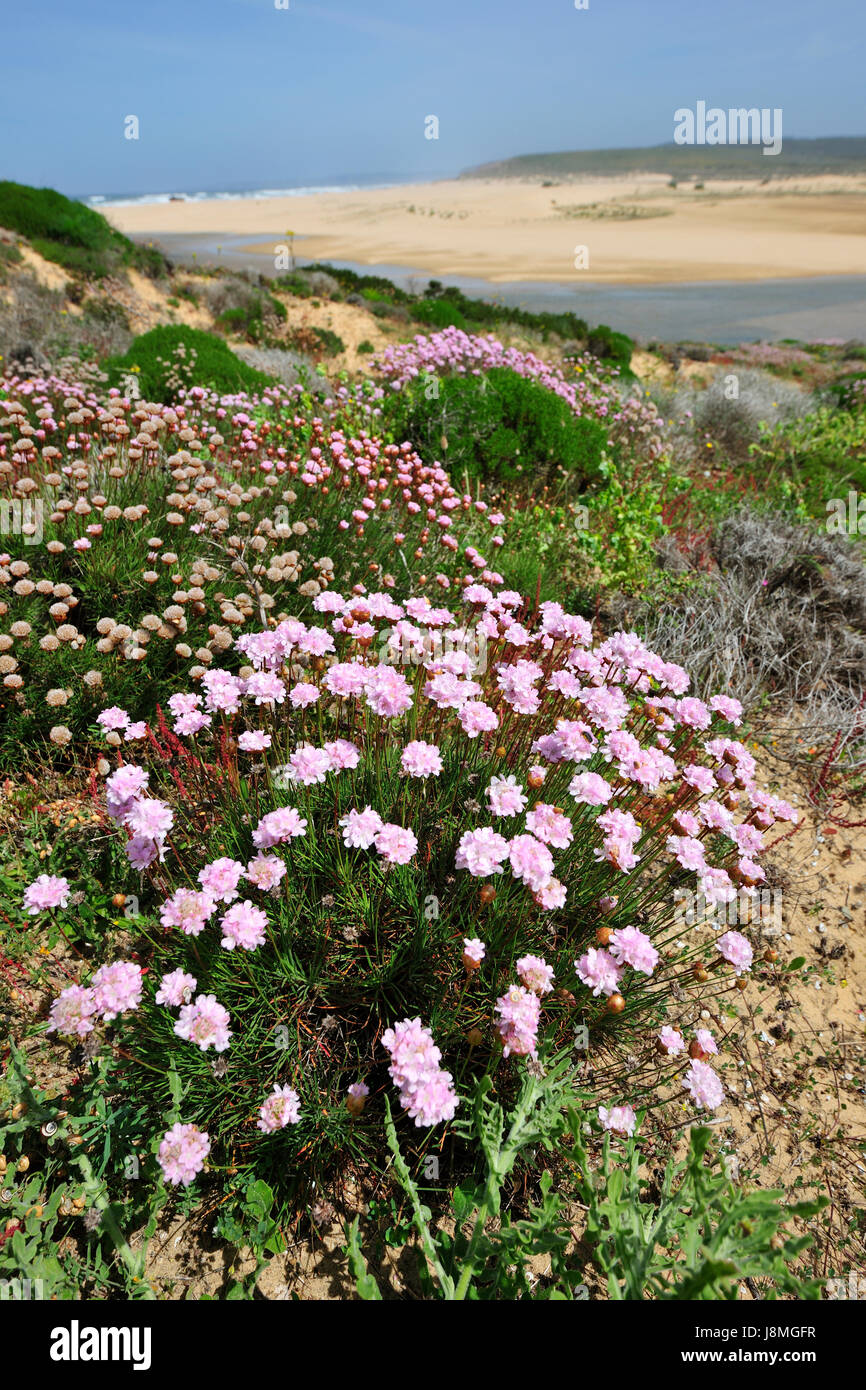Armeria pungens in Spring, at Bordeira beach. Algarve, Portugal Stock Photo