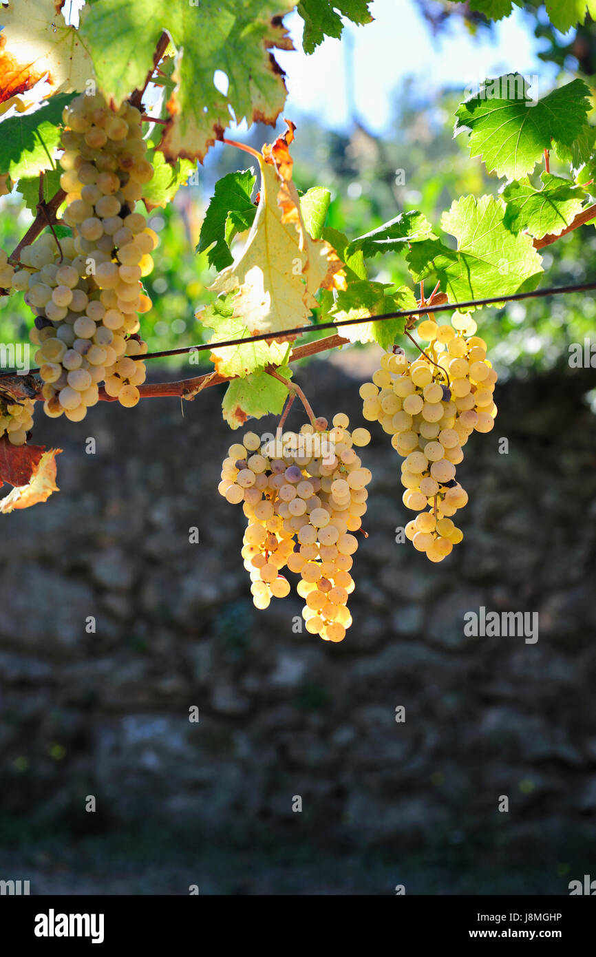 Grapes to produce green wine (Vinho Verde), a kind of lightly sparkling wine. Cinfaes do Douro, Douro region. Portugal Stock Photo