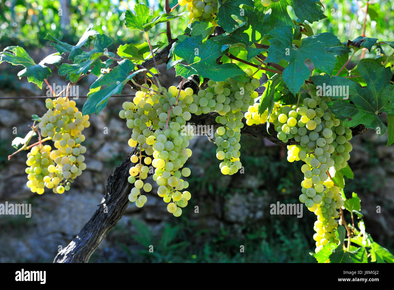 Grapes to produce green wine (Vinho Verde), a kind of lightly sparkling wine. Cinfaes do Douro, Douro region. Portugal Stock Photo