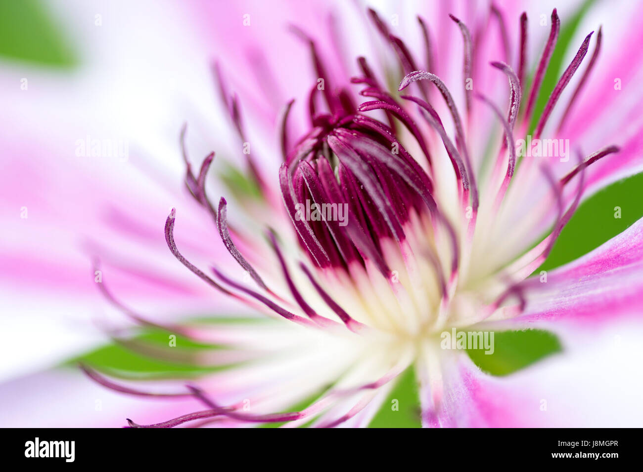 Close up of Clematis Nelly Moser in an English cottage garden Stock Photo