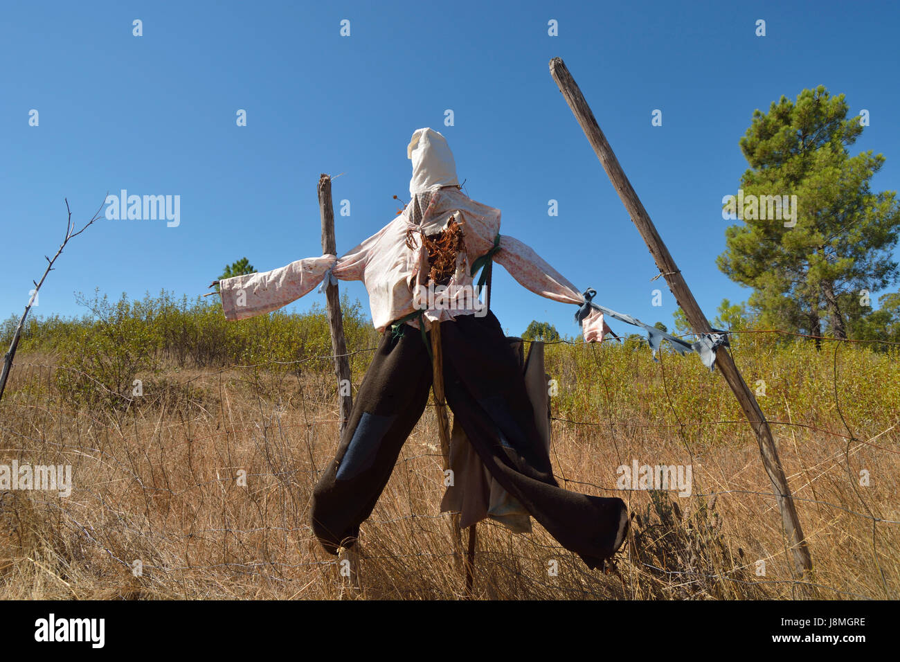 Scarecrow in a corn field. Beira Baixa, Portugal Stock Photo