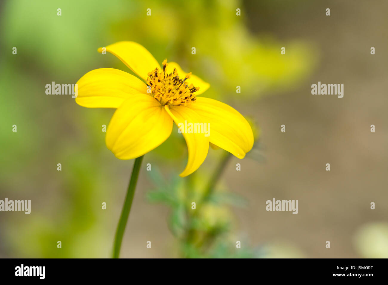 Yellow Daisy Flower growing in an English cottage garden Stock Photo