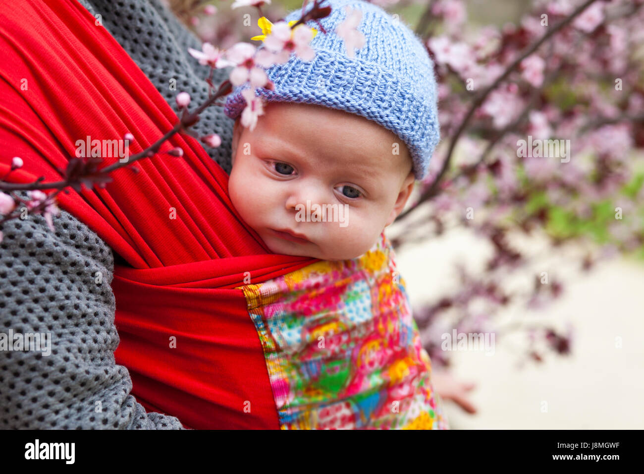 Baby carried in a sling scard in spring blossom of cherry trees Stock