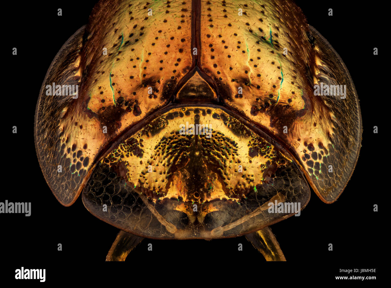 Frontal view of a golden tortoise beetle.The golden tortoise beetle is a species of beetle in the leaf beetle family, native to the Americas Stock Photo