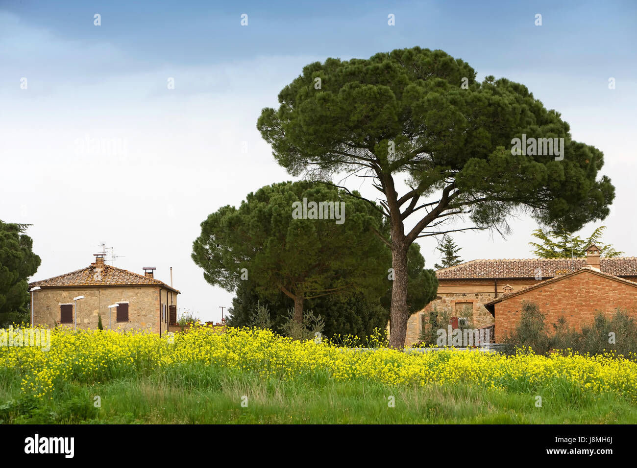 Pine tree in San Quirico d'Orcia in Tuscany. Stock Photo