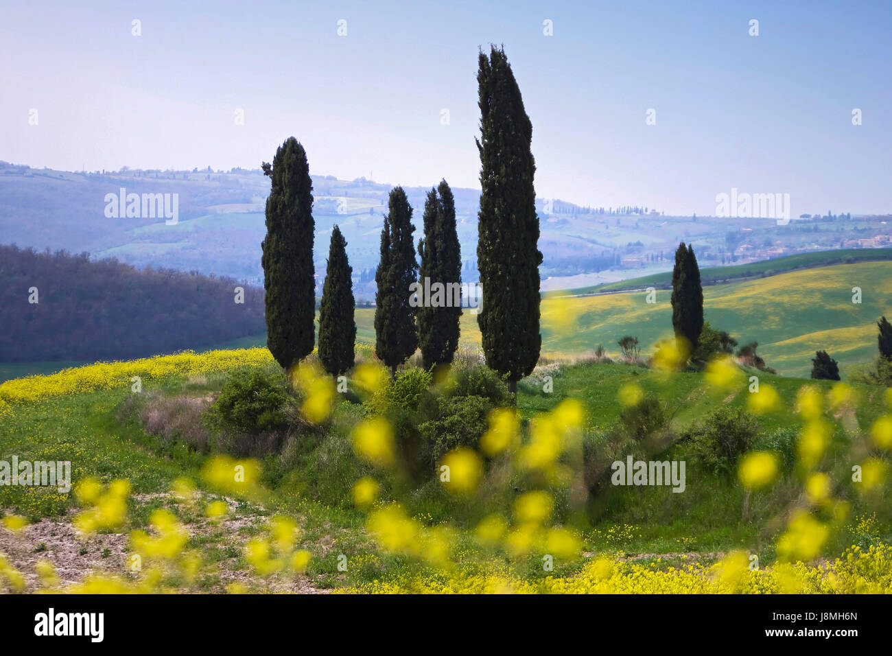 Pine tree in San Quirico d'Orcia in Tuscany. Stock Photo