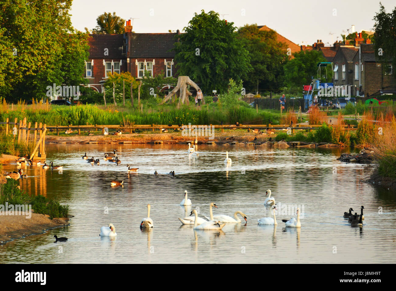 Swans, ducks and geese on Jubilee Pond. Wanstead Flats, London E7 with the houses of Sidney Road in the background. Stock Photo