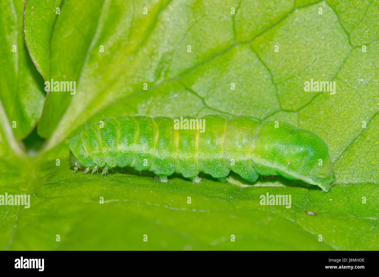 Caterpillar of Angle Shades Moth Stock Photo