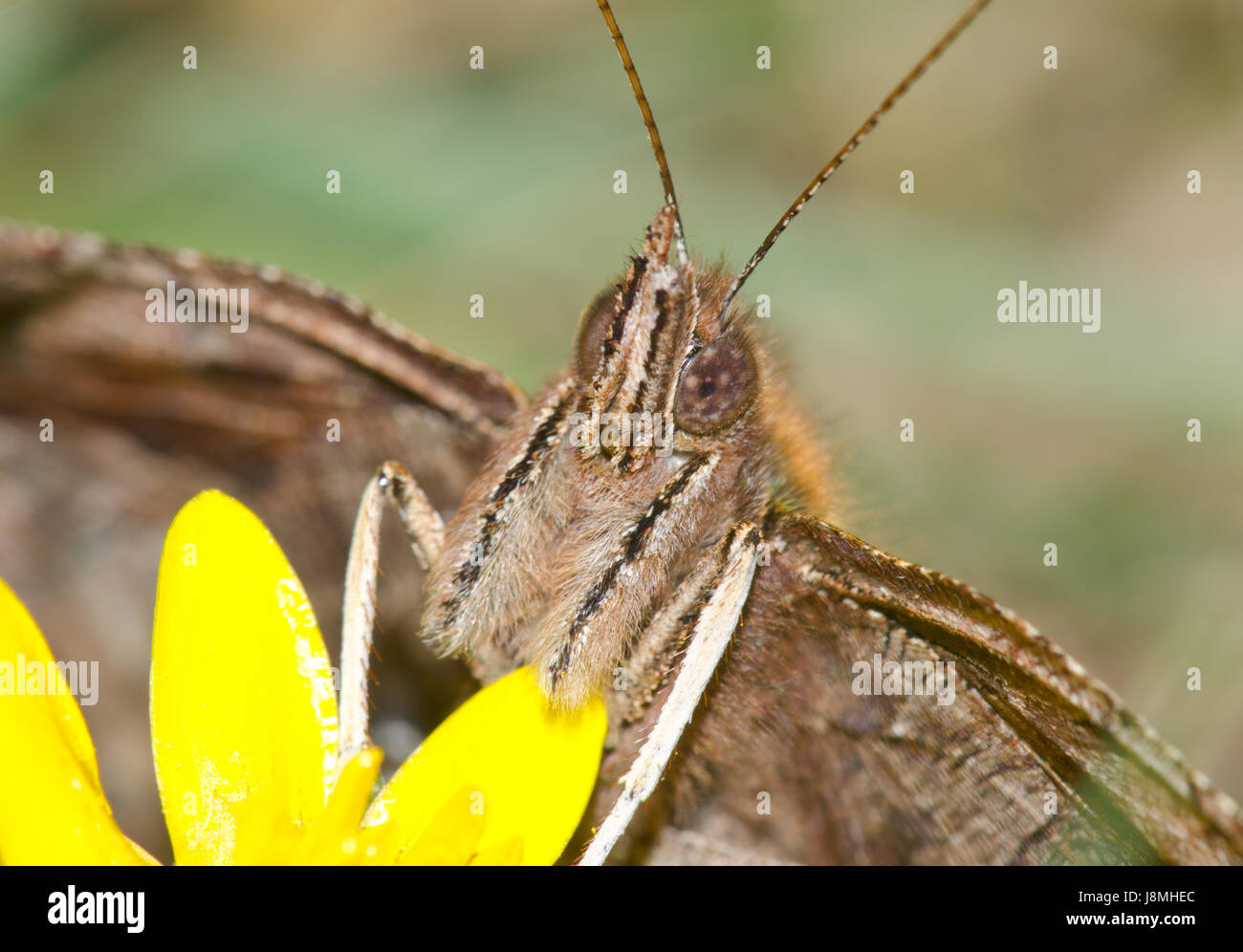 Head of Comma Butterfly Stock Photo