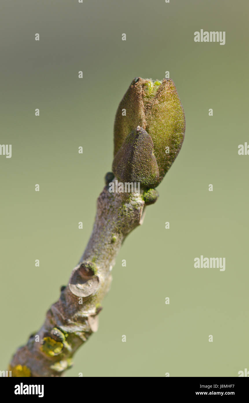 Common Ash (Fraxinus excelsior) in Bud Stock Photo