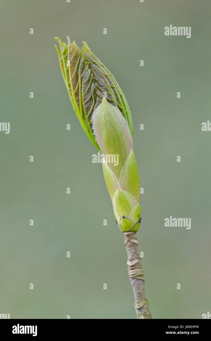 Common Ash (Fraxinus excelsior) Bud Bursting Stock Photo