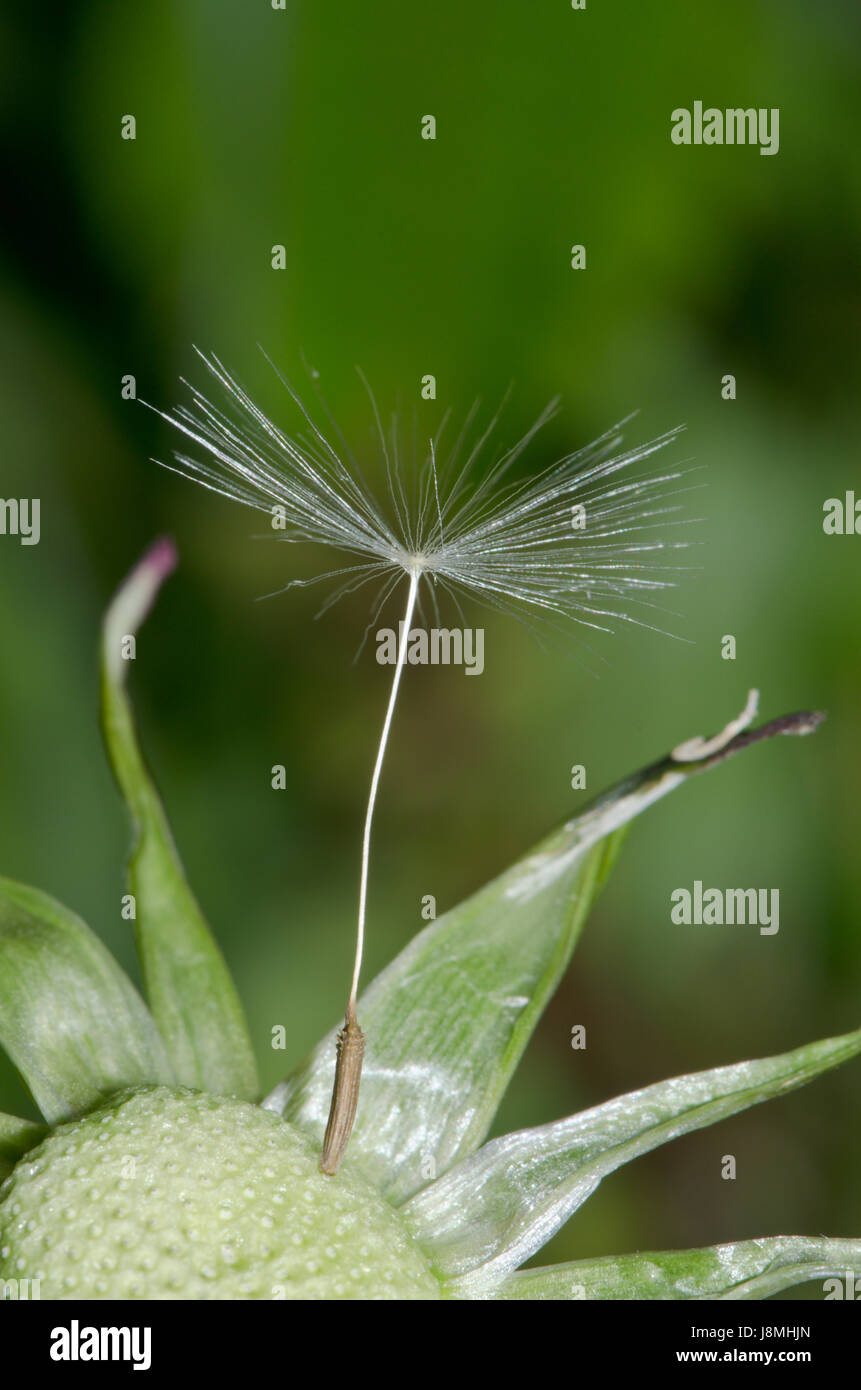 The Last Seed on a Dandelion clock seedhead (Taraxacum officinale), wind pollination Stock Photo