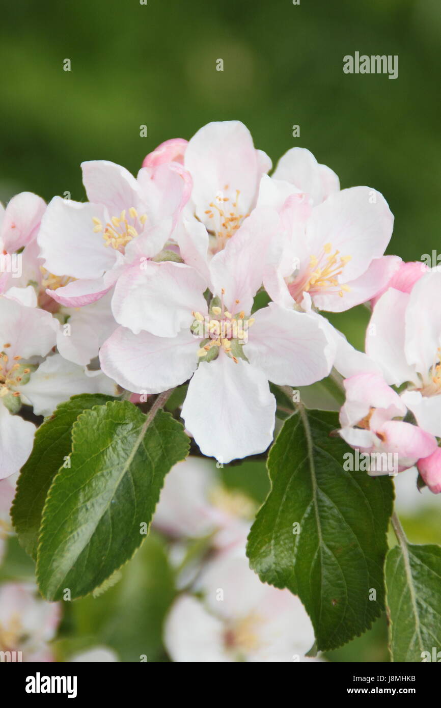 Malus domestica 'Laxton's Fortune' apple blossom in full bloom in an English heritage orchard on a sunny spring day, England, UK - May Stock Photo