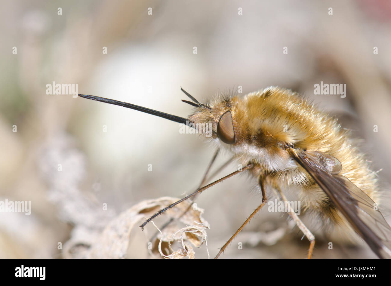 Head of Dark-edged Bee-fly (Bombylius major) Stock Photo
