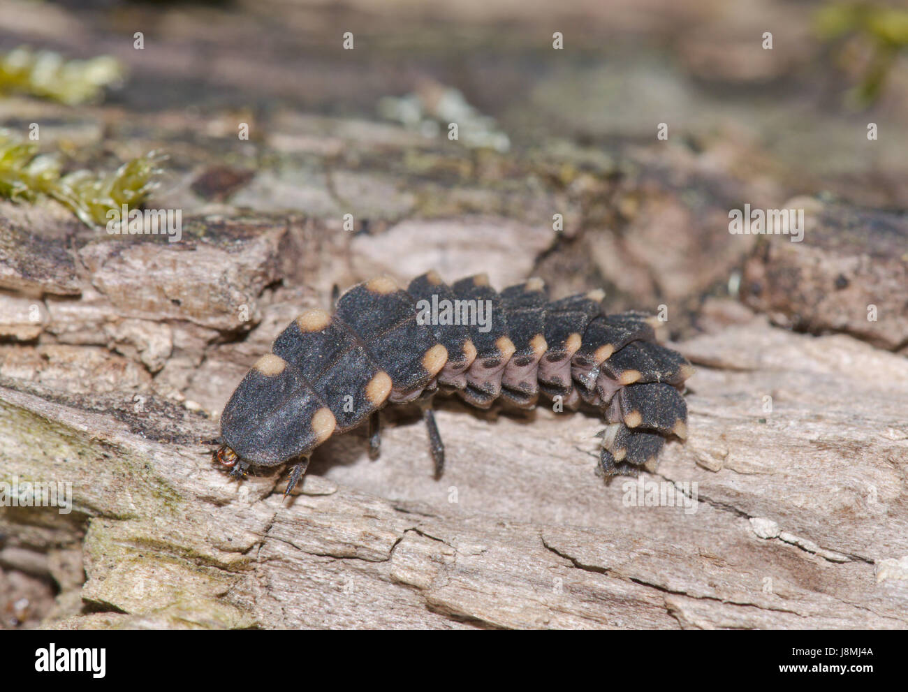 Glow-worm (Lampyris noctiluca) Larva Stock Photo