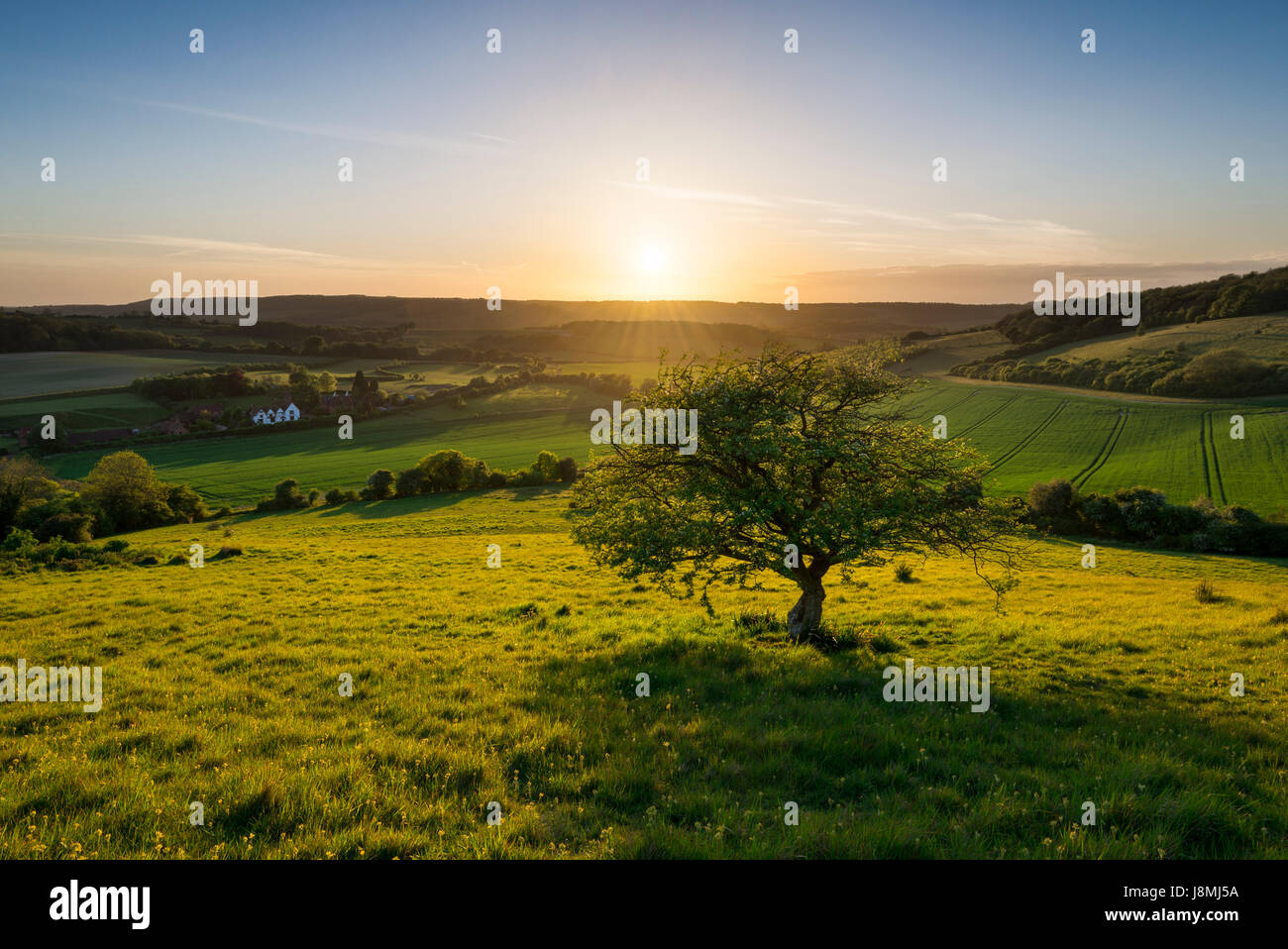 An idyllic English countryside scene at sunset; a lone tree overlooks a