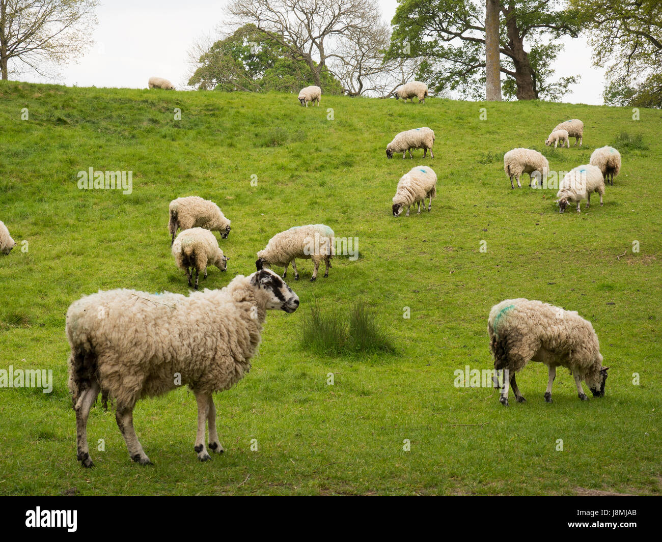 Lambs and sheep in The Cotswolds, Gloucestershire, England Stock Photo