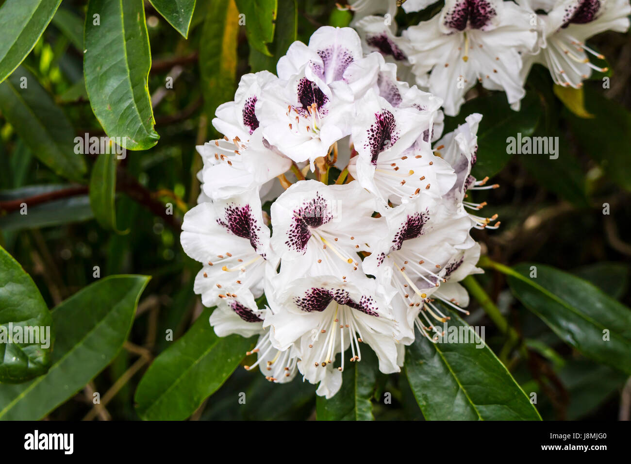 Large trusses of white Rhododendron  flowers marked with deep wine purple. Stock Photo