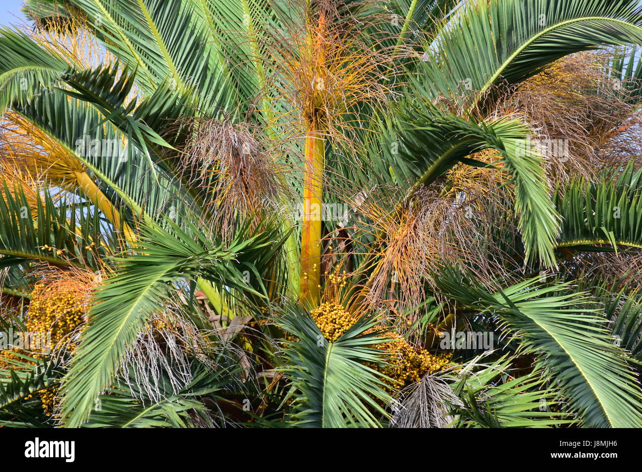 Phoenix palm tree hires stock photography and images Alamy