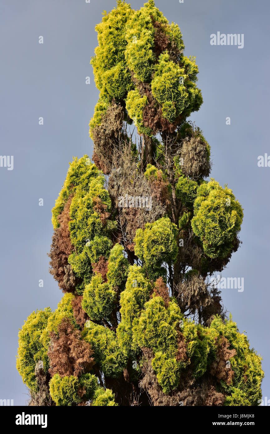Conical tree top of red cedar tree with some dry branches. Stock Photo