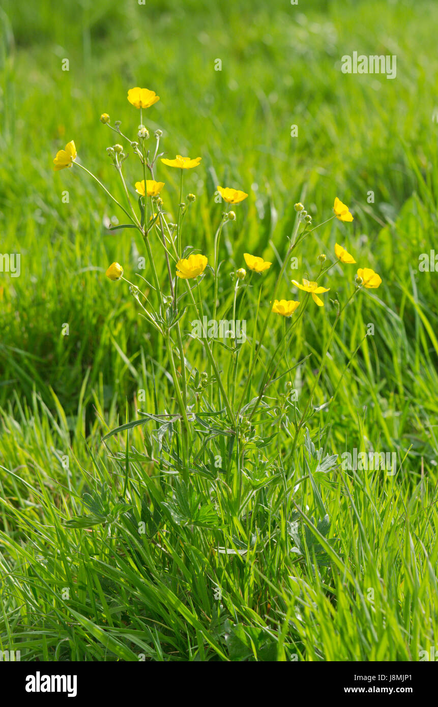 Meadow Buttercup (Ranunculus acris) Stock Photo