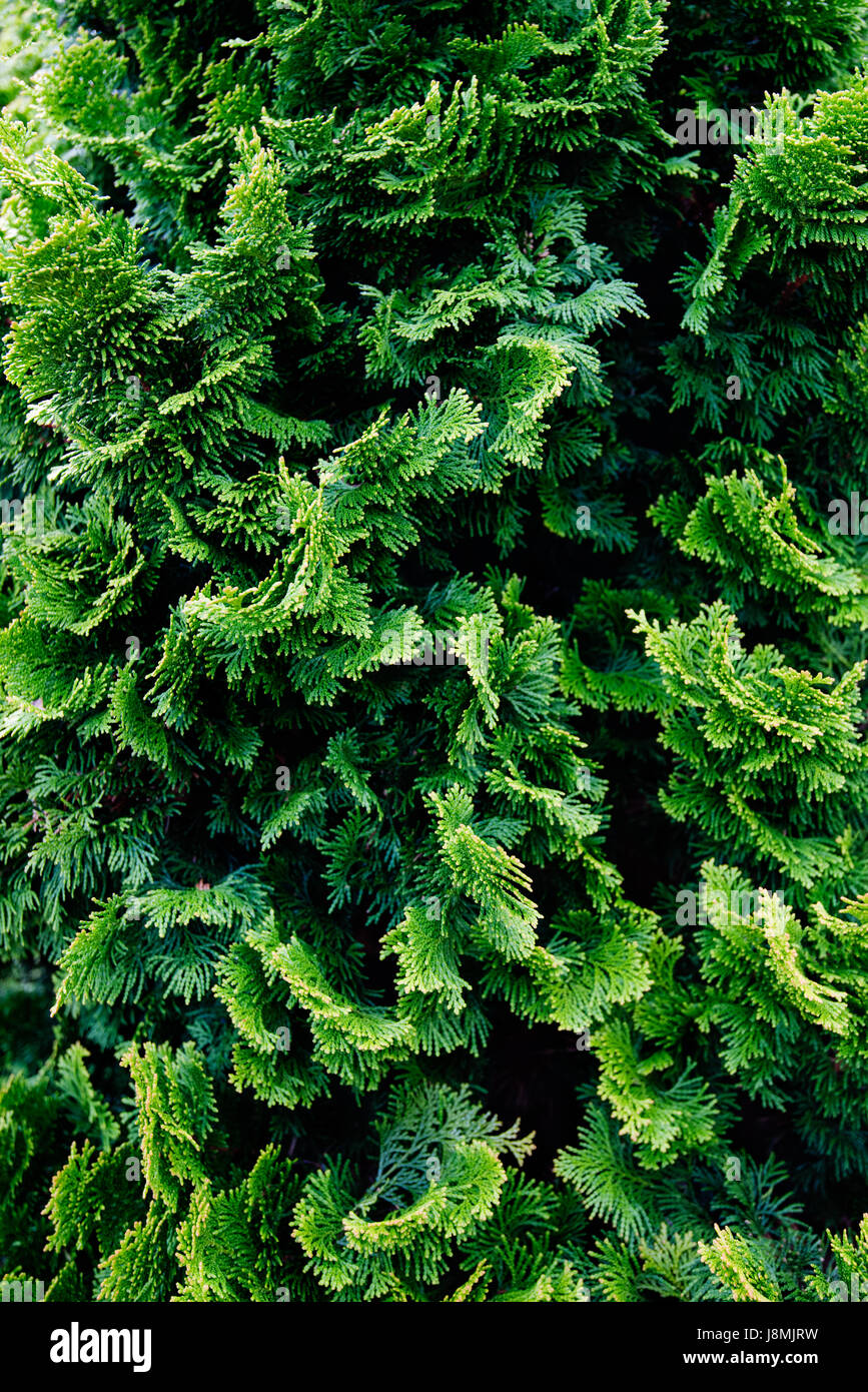 Gorgeous close up of an evergreen makes a crisp, natural background for multiple uses. Stock Photo