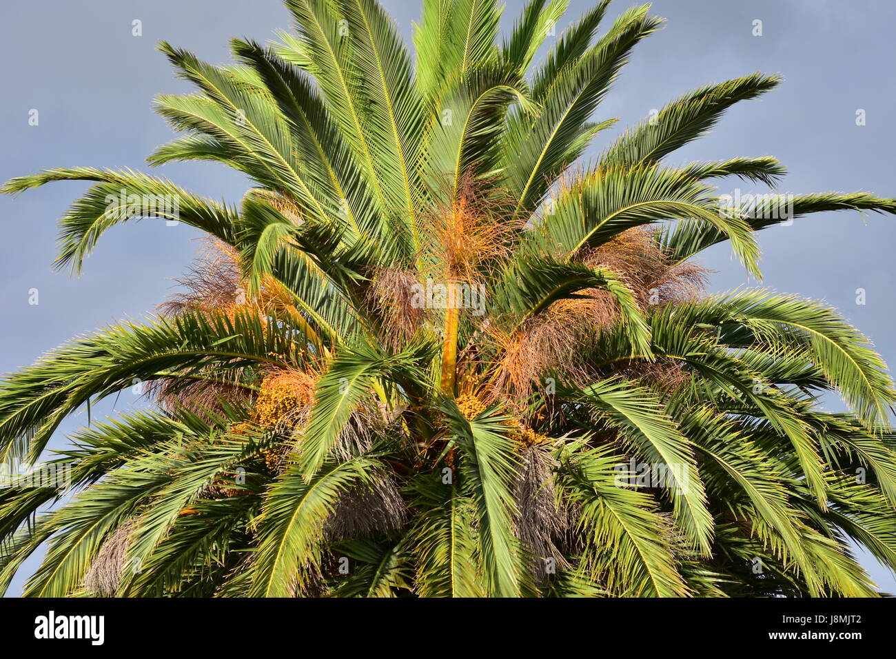 Phoenix palm tree hires stock photography and images Alamy
