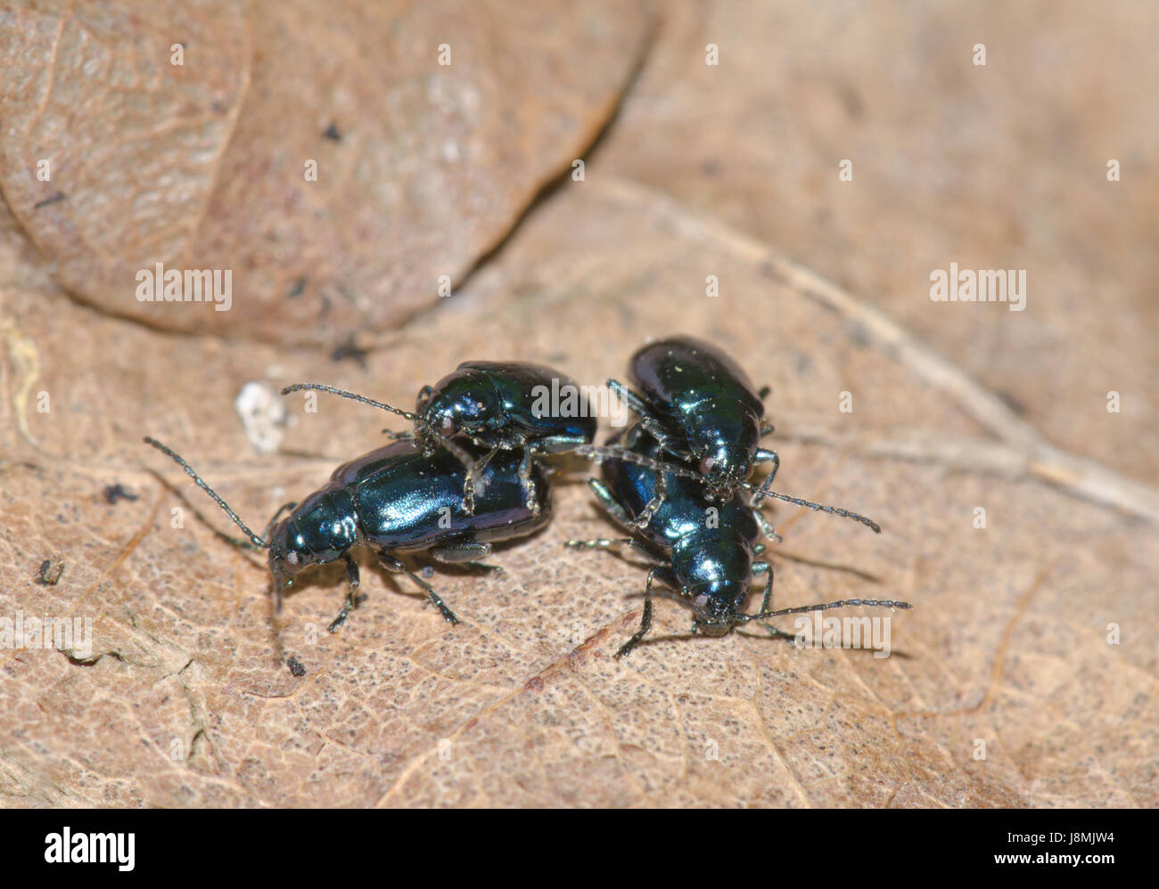 Paired Flea Beetles (Altica sp) Stock Photo