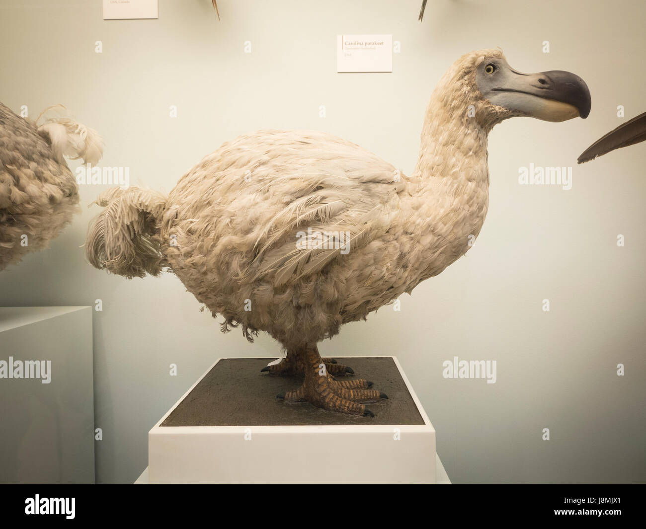The dodo is an extinct flightless bird that was endemic to the island of Mauritius, east of Madagascar in the Indian Ocean. Stock Photo