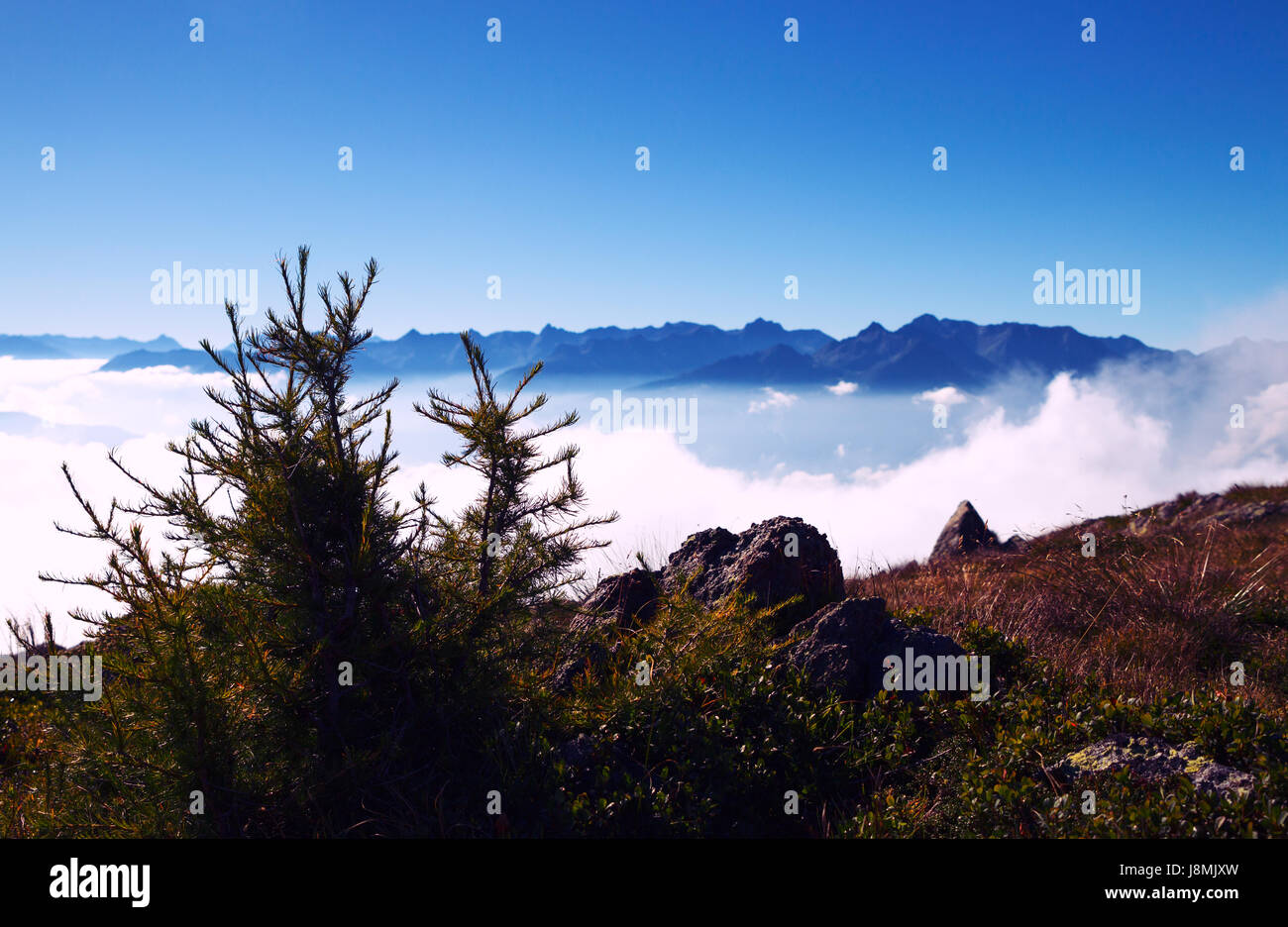 Small Pine Tree atop Italian Alpine Mountain Stock Photo