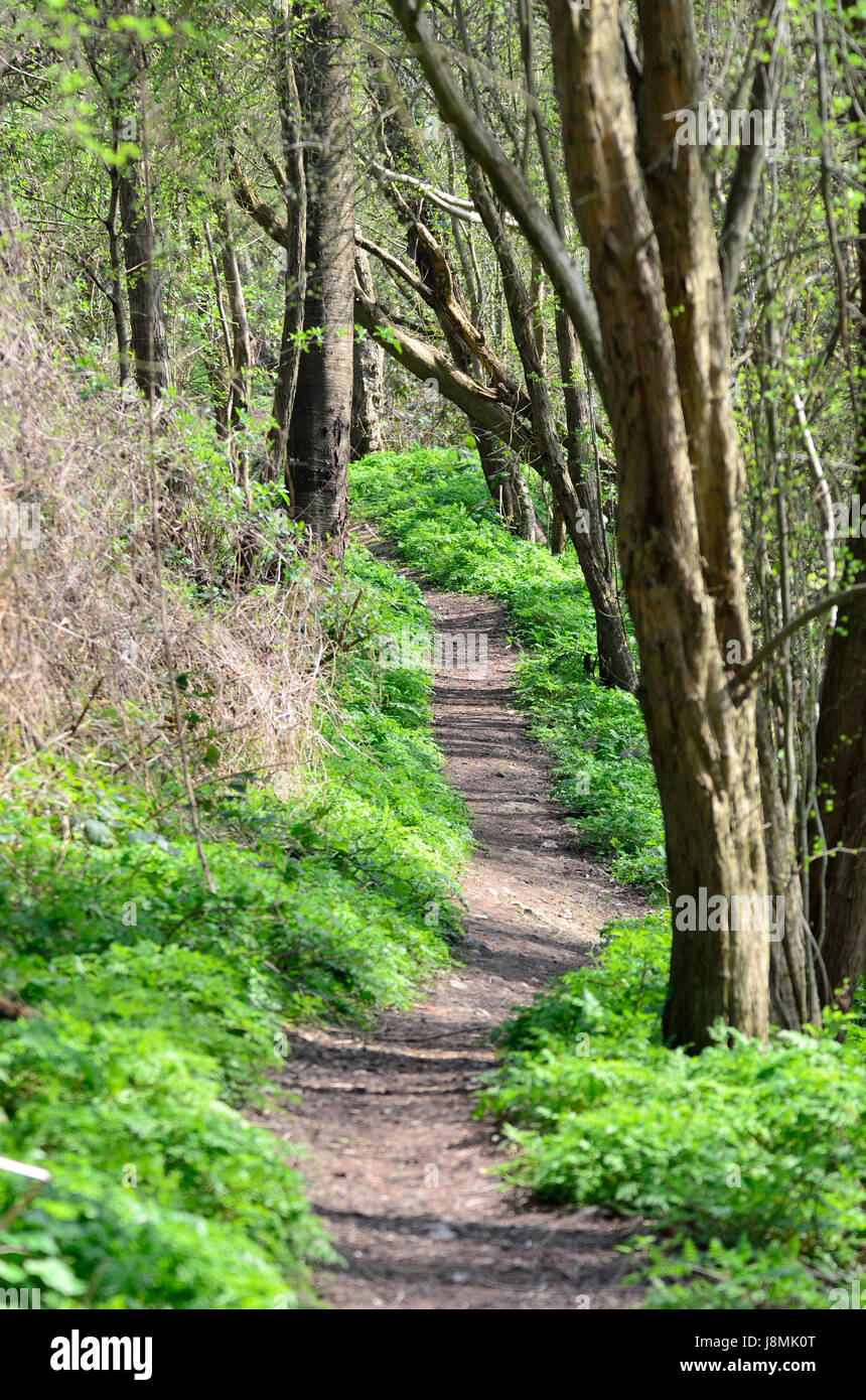 Boughton Monchelsea village, Kent, England. Woodland footpath in spring