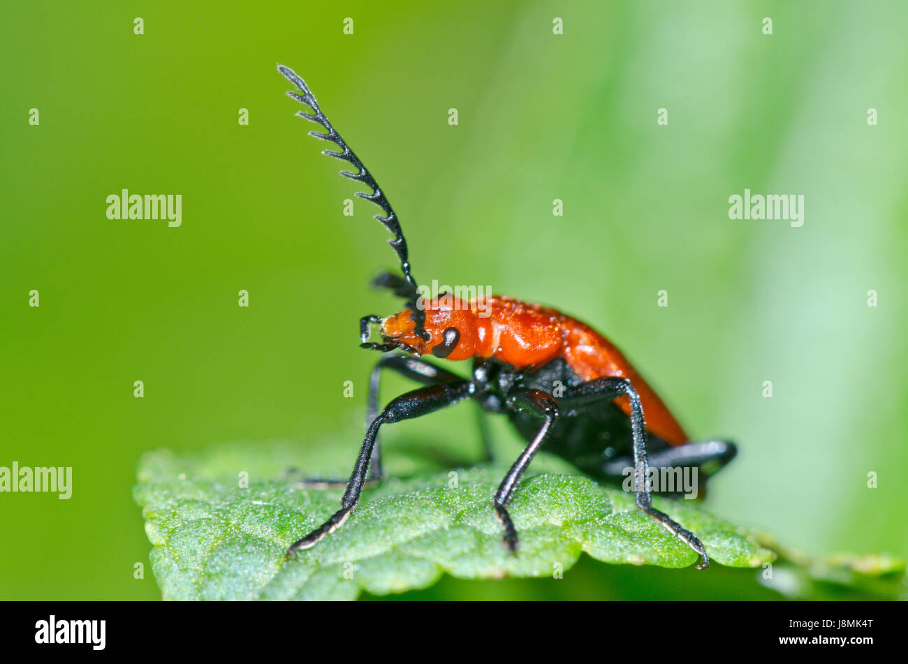 Coleoptera antenna hires stock photography and images Alamy