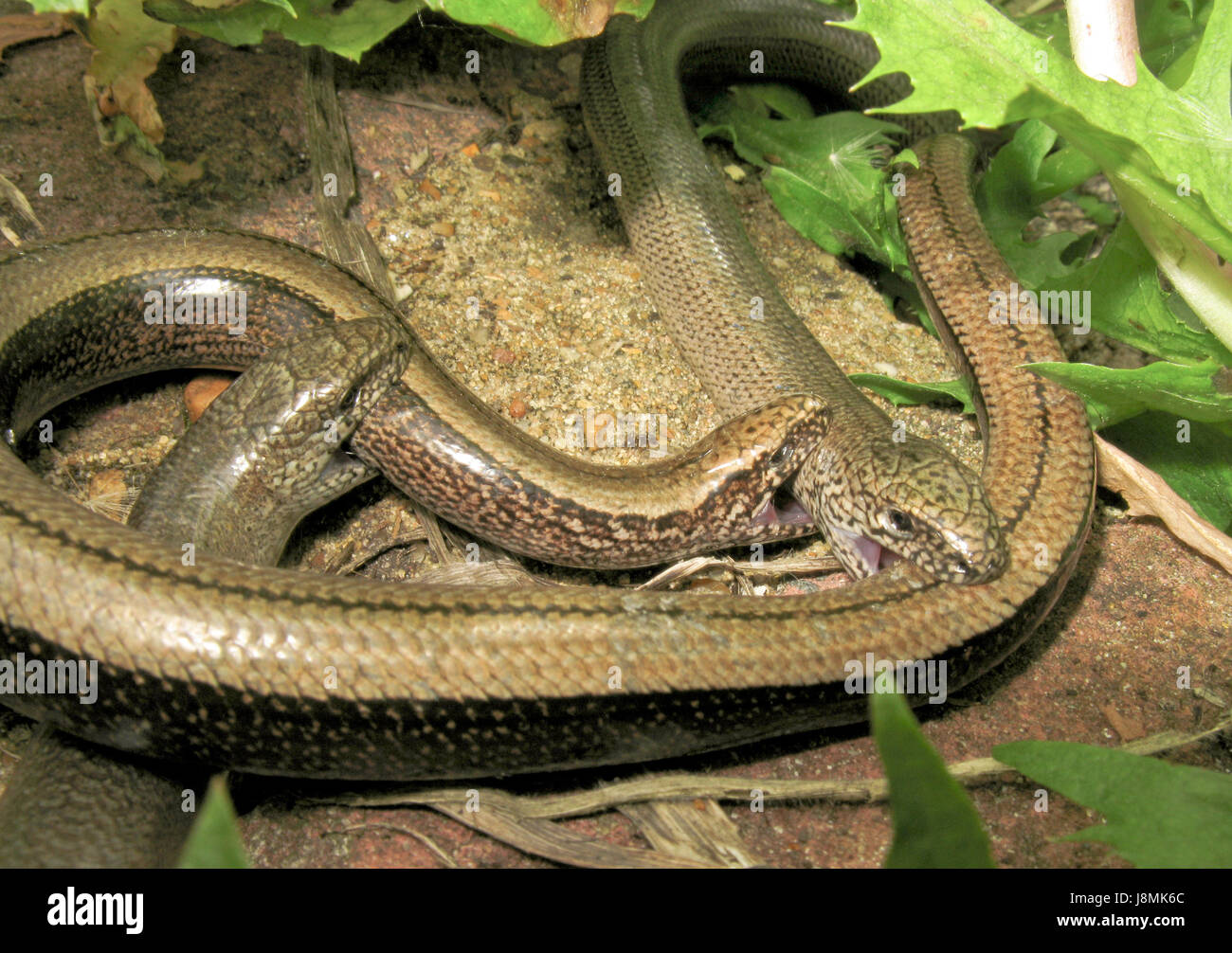 The Biter Bitten! Slow worm Courtship & Mating (Anguis fragilis) Males biting female who bites back! 1 of 2 Stock Photo