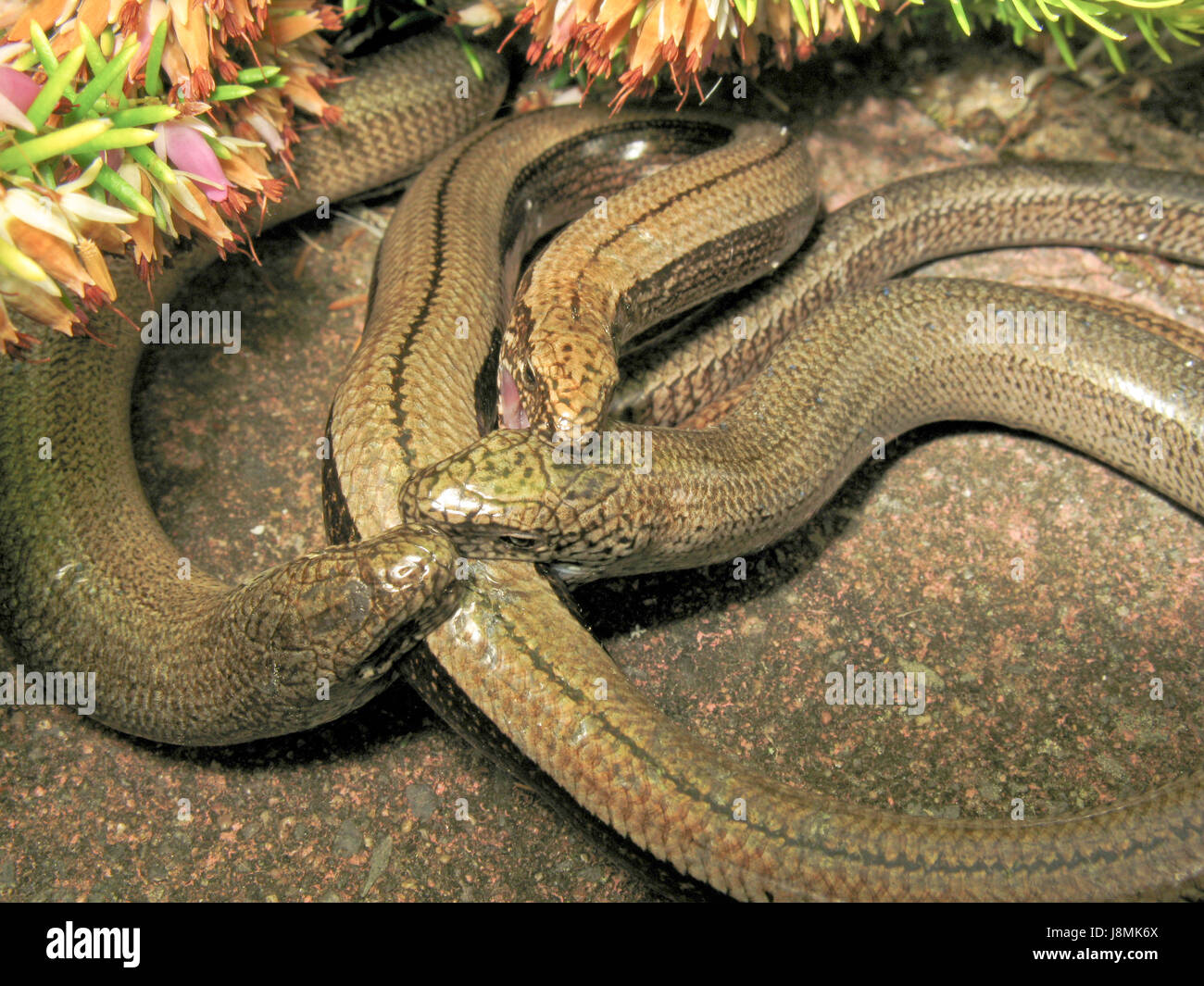 Biting Lizards! Three Slow-worms bite each other, aggressive courtship (Anguis fragilis) 2 males trying to mate with a female who bites back.  2 of 2 Stock Photo
