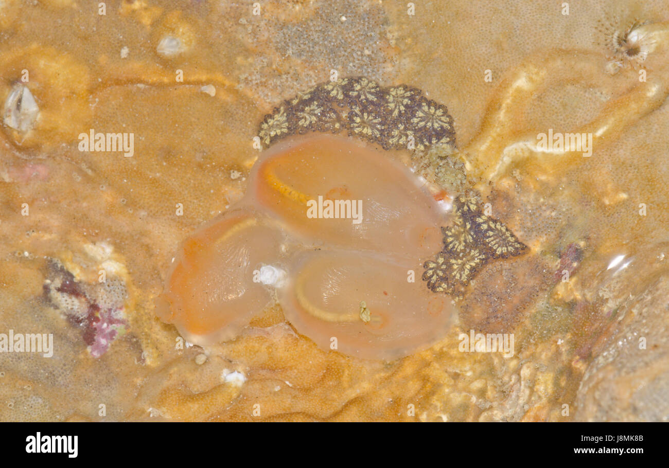 Solitary Sea Squirt (Ciona intestinalis) with Star Ascidians Stock Photo