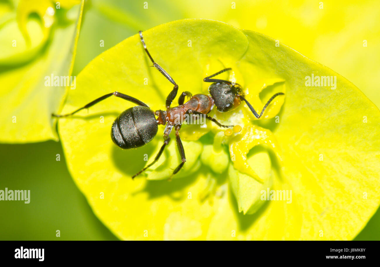 Wood Ant Worker Feeding (Formica rufa) Stock Photo