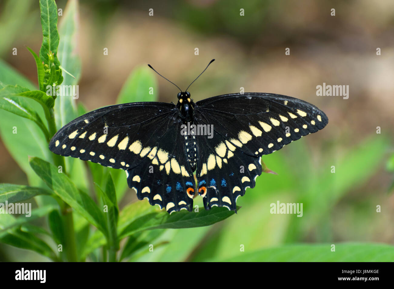 Closeup of a Black Swallowtail Butterfly sitting on a leave with its wings spread showing the beautiful pattern of yellow, blue, and orange spots. Stock Photo