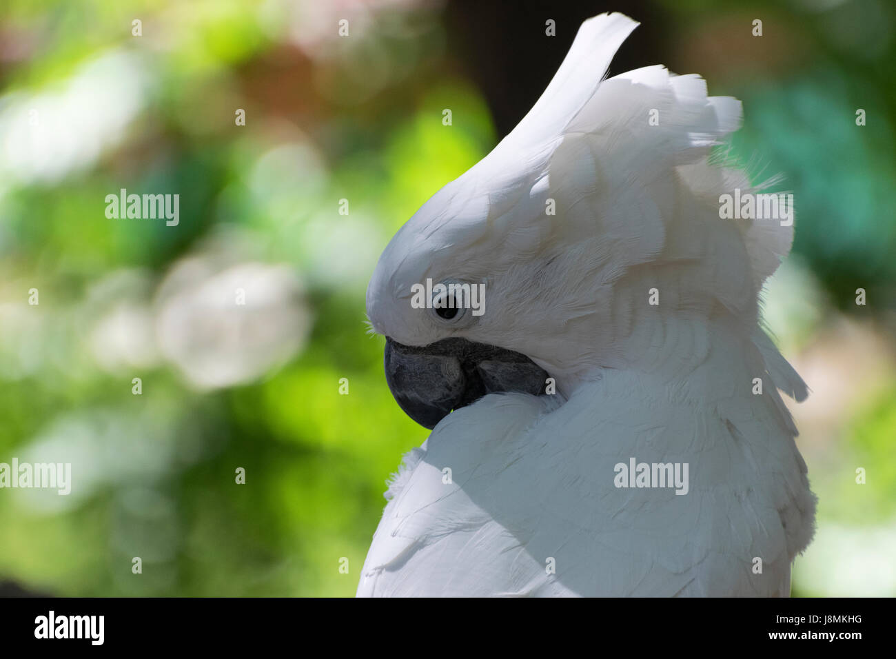 Closeup of a White Cockatoo bird as it uses its powerful, black beak to clean its beautiful white feathers during preening. Stock Photo