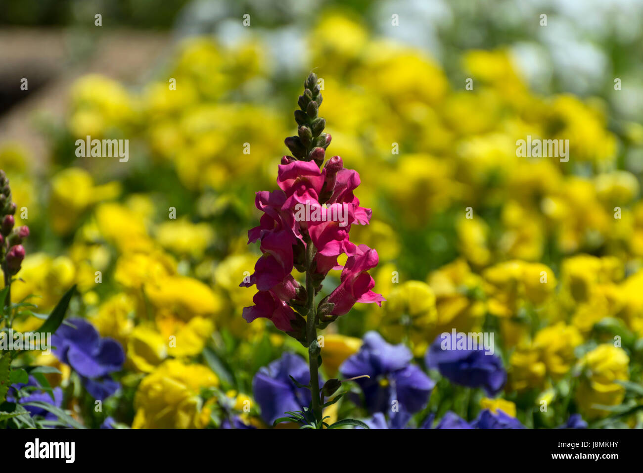 Cluster of pink flowers on a single stalk, standing out in contrast to the sea of yellow flowers in the garden background. Stock Photo