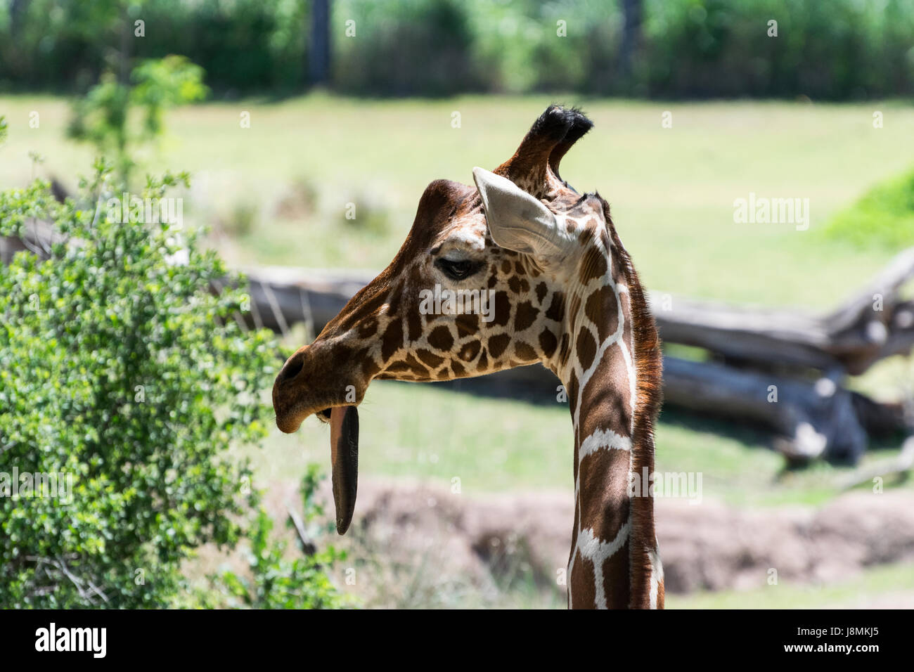 Closeup of a goofy looking Reticulated Giraffe as it looks off the the side with its tongue hanging out of its mouth making it look really silly. Stock Photo