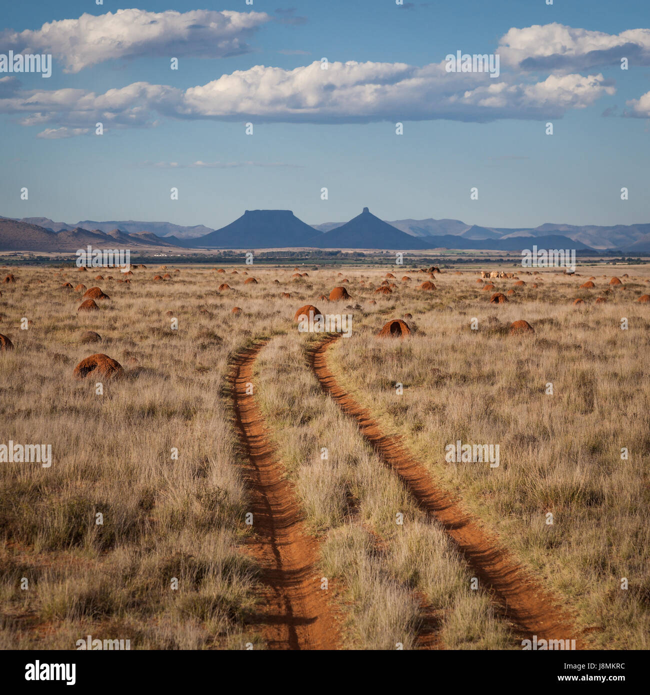 twin tracks lead towards the horizon through a grassy sheep grazing pasture towards two mountains punctuating the horizon, below fluffy white clouds Stock Photo