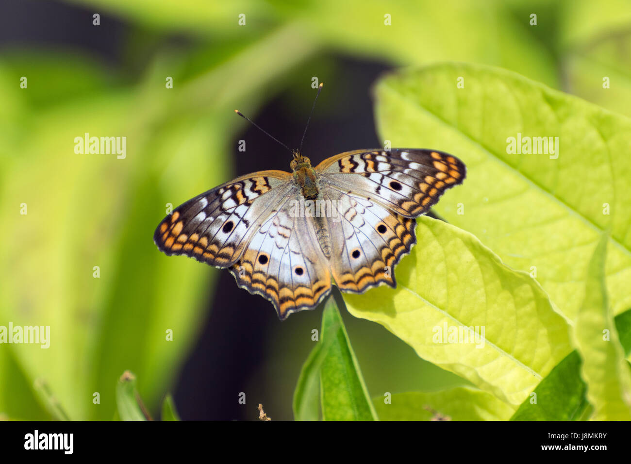 Beautiful white; brown; black; and yellow colors of a White Peacock Butterfly resting on bright green leaves in a garden Stock Photo