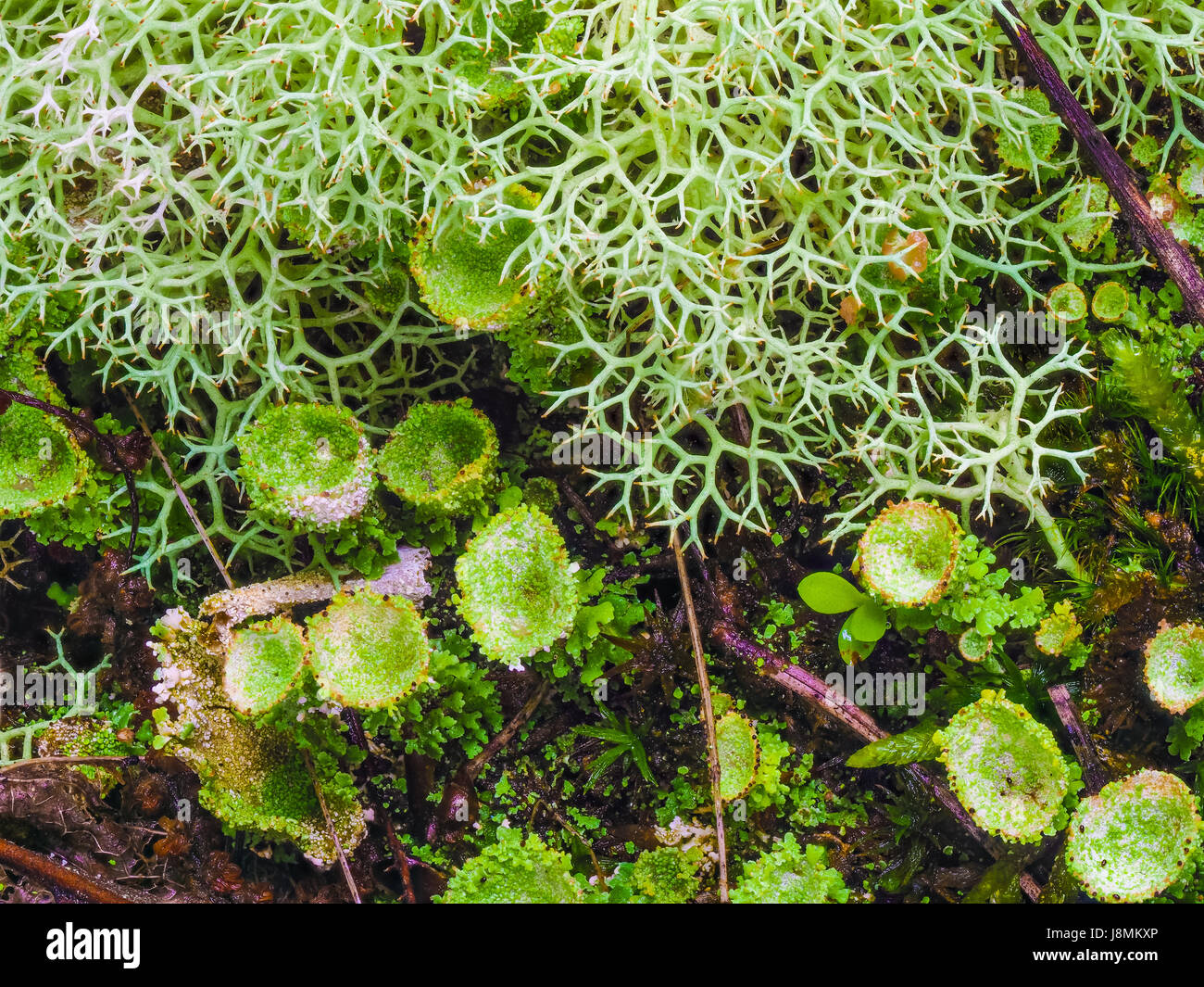 Various mosses and lichens on the forest floor at Hot Springs National Park, Arkansas, in early May of 2017. Stock Photo