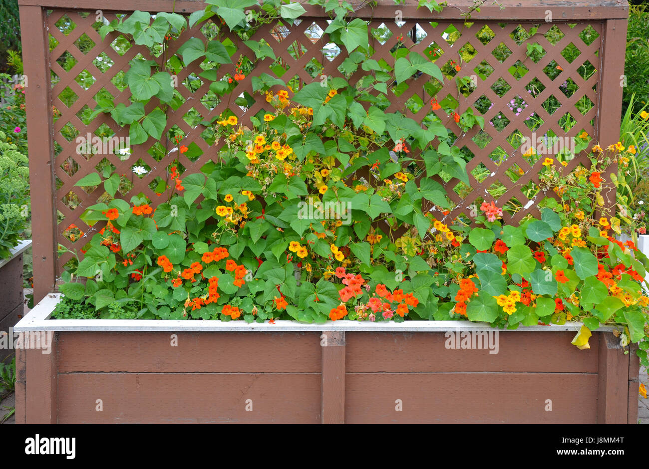 Orange And Yellow Nasturtium Flowers Growing On Trellis Stock Photo Alamy