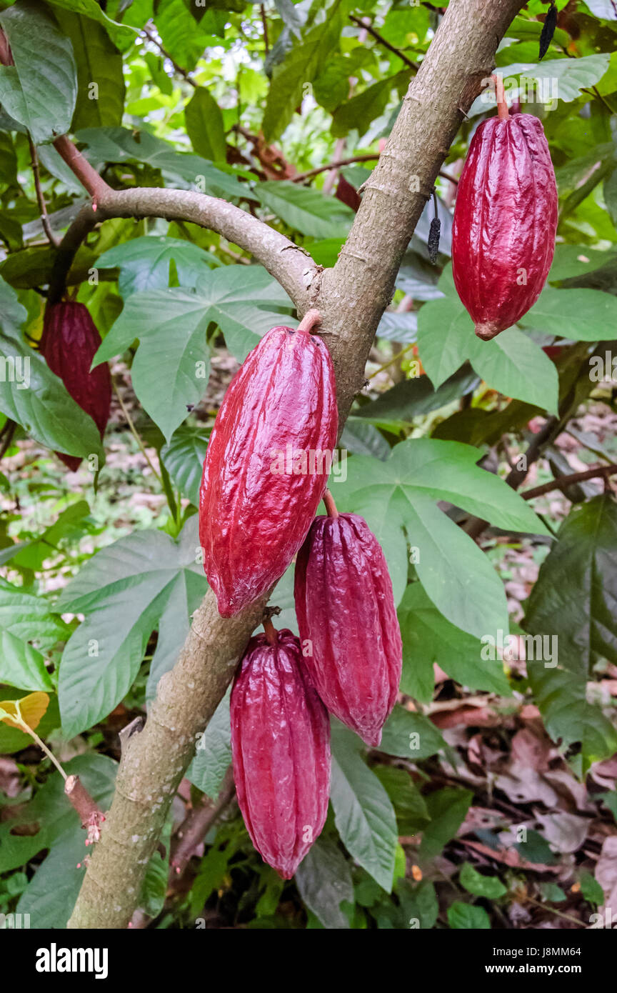 Cacao beans growing on bush in Guatemala Stock Photo