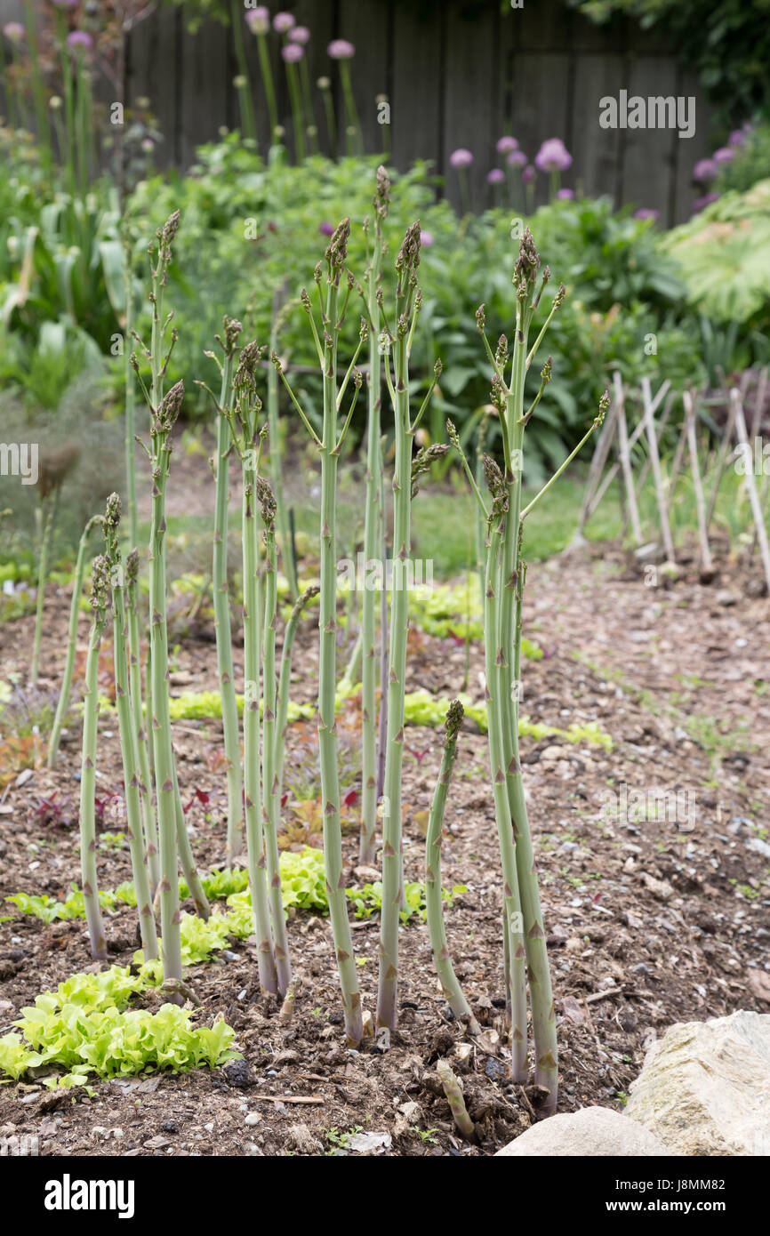Asparagus growing hires stock photography and images Alamy