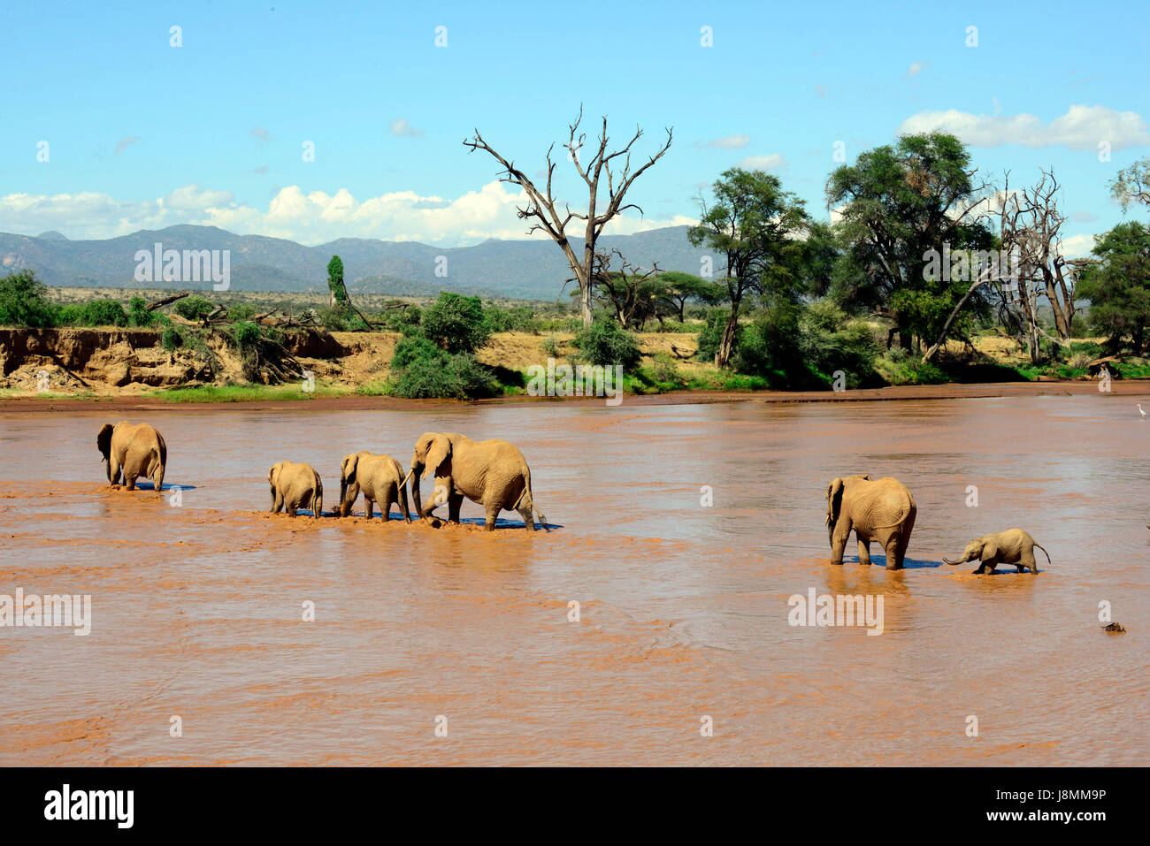 A herd of elephants crossing the Ewaso Ng'iro river between Samburu national reserve and Buffalo Springs national reserve. Stock Photo